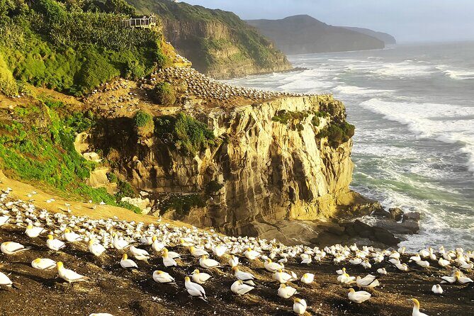 12 Day New Zealand Private Tour from Auckland to Queenstown - Key things to know on this Auckland–Queenstown private tour