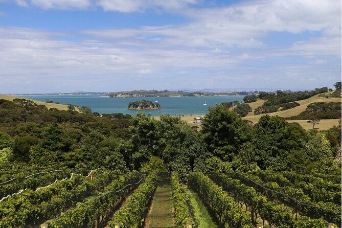 2.5 Hours Wine Tour in Waiheke Island for Cruise Ship Travelers - Where Your Waiheke Day Starts: Matiatia Wharf and Quick Return