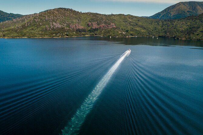 3.5 Hour Marlborough Sounds Delivery Cruise - Wildlife Watch Time: Seals, Dolphins, Penguins, Stingrays