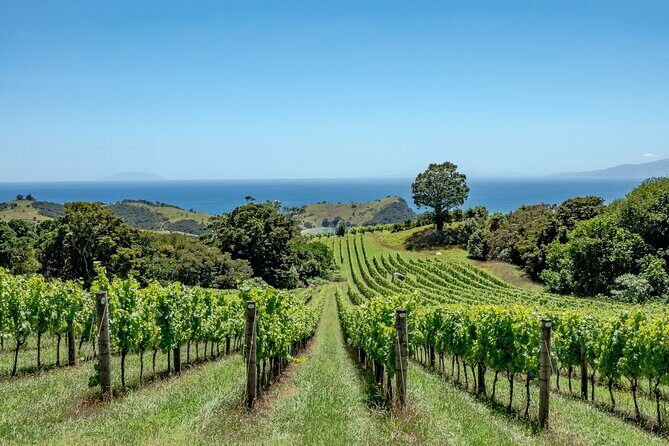 4.5-Hour Scenic Wine Tour with Private Guide & Up to 12 Tastings - The Scenic East-Coast Drive: Ocean View Road and the Hauraki Gulf