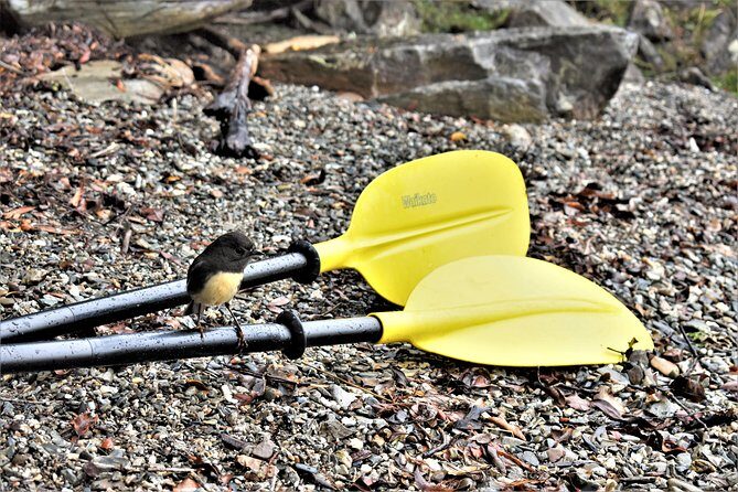 4-hour Lake Mapourika Kayak and Hike adventure, with Okarito Kiwi Sanctuary - Why Lake Mapourika beats a solo paddle near Franz Josef