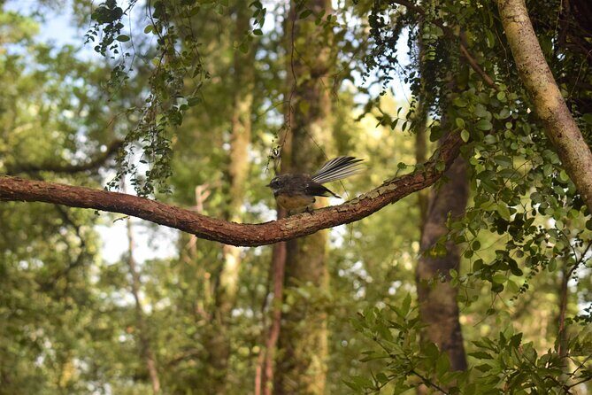 4-hour Lake Mapourika Kayak and Hike adventure, with Okarito Kiwi Sanctuary - Weather, safety, and what “good conditions” means in practice