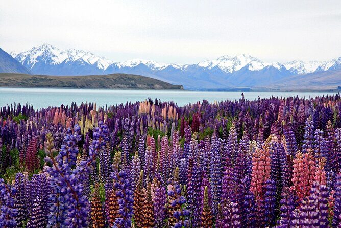 5-Day South Island Tour from Christchurch - Day 1: Tekapo, Pukaki, Burkes Pass, and Mt Cook’s big-mountain drama