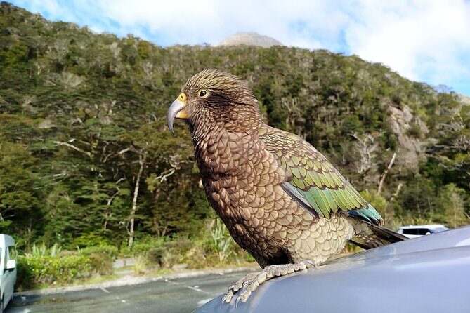 5 Day South Island Tour from Queenstown including Stewart Island - Fiordland Sound cruise choices: Milford Sound or Doubtful Sound day