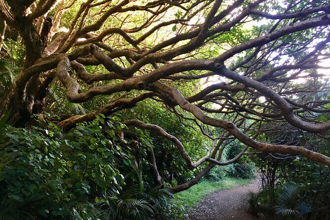 6 Hours Sightseeing Tour in Auckland - Key highlights that make this tour worth your morning