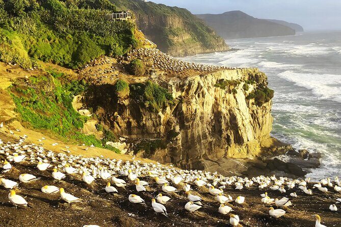 9 Day South to North Island NZ Private Tour from Queenstown - Private Transport, Real Convenience, and the Little Comfort Wins