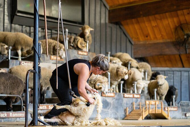 Agrodome Farm Experience including Farm Show and Farm Tour - Rotorua - Agrodome Farm Show and Tour: Sheep Country Right Outside Rotorua