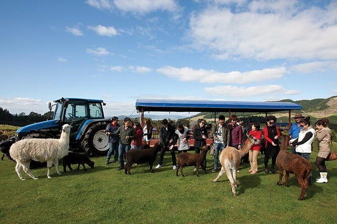 Agrodome Farm Experience including Farm Show and Farm Tour - Rotorua - Why the Sheep Matter in New Zealand (and Why This Isn’t Just Cute)