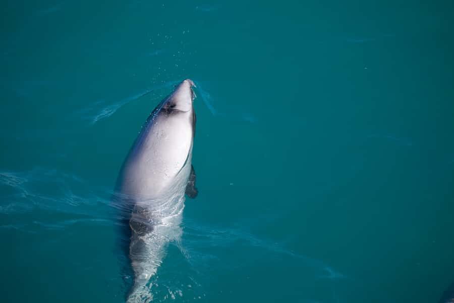 Akaroa: 4WD Safari and Guided Sea-Kayaking Experience - FAQ