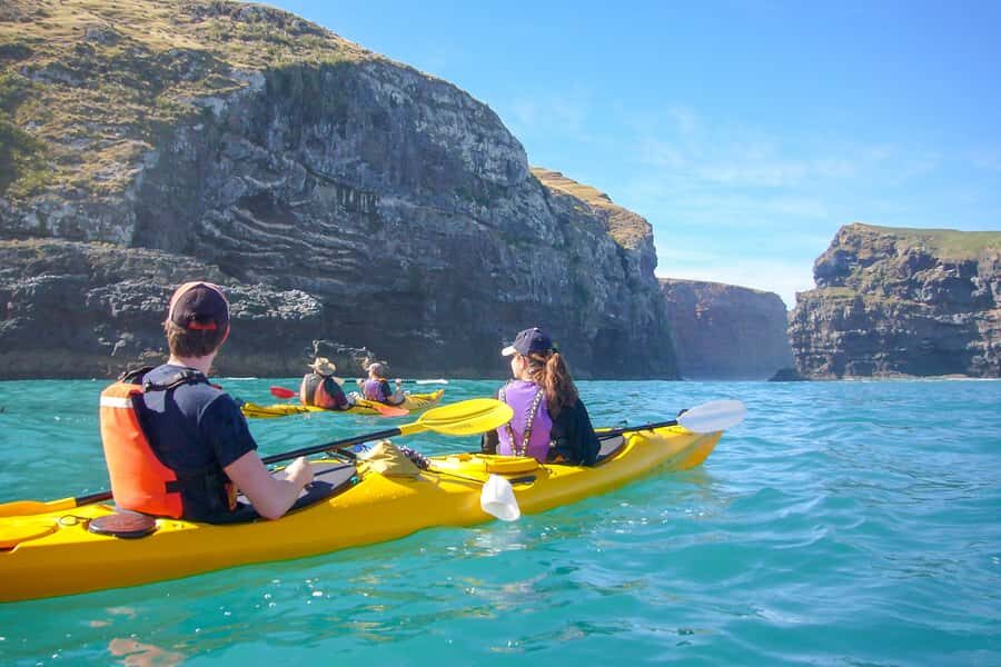 Akaroa: 4WD Safari and Guided Sea-Kayaking Experience - Wildlife viewing you can actually understand