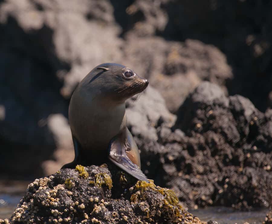 Akaroa: 4WD Safari and Guided Sea-Kayaking Experience - Should you book this Pohatu 4WD and sea-kayaking safari?