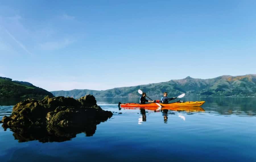 Akaroa: Akaroa Marine Reserve Sea Kayaking Tour - Wildlife in the marine reserve: how the guide’s approach boosts your odds