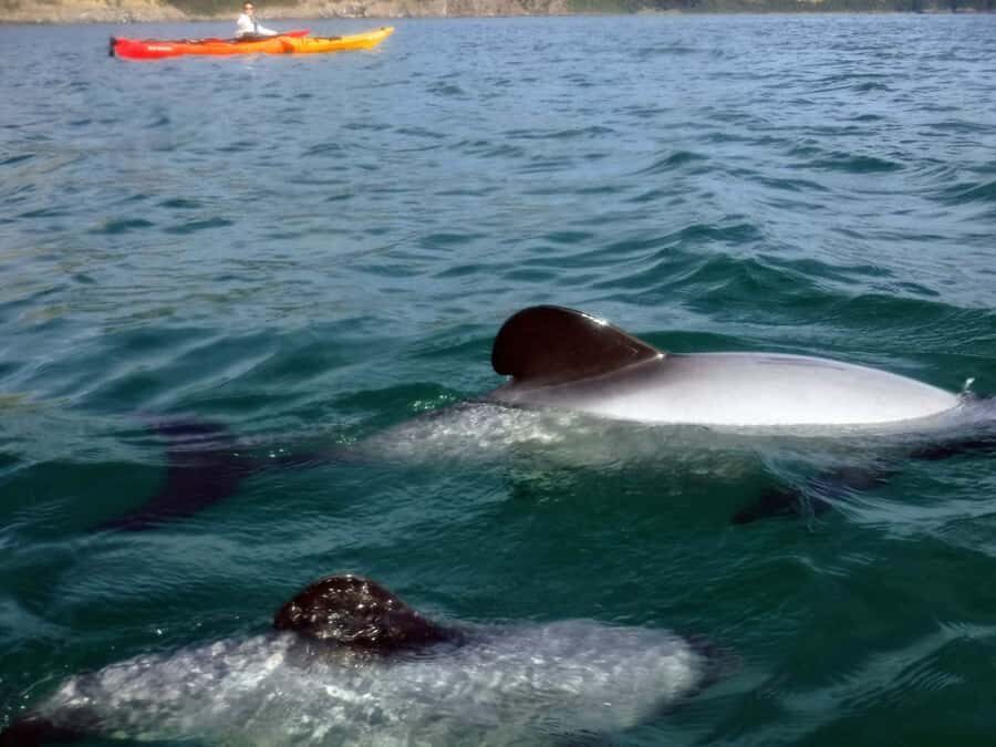 Akaroa: Akaroa Marine Reserve Sea Kayaking Tour - The crater route: caves, inlets, and that slow-motion scenery effect