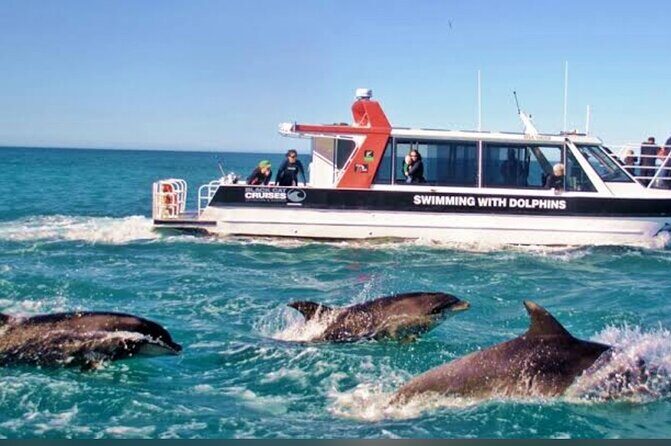Akaroa Day Tour From Christchurch - Cheese tasting and local flavor stops that don’t feel touristy