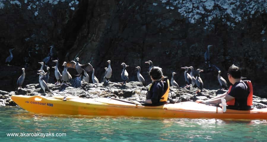 Akaroa: Electric Mountain Bike and Sea Kayak Adventure - Who this is best for (and who should skip it)