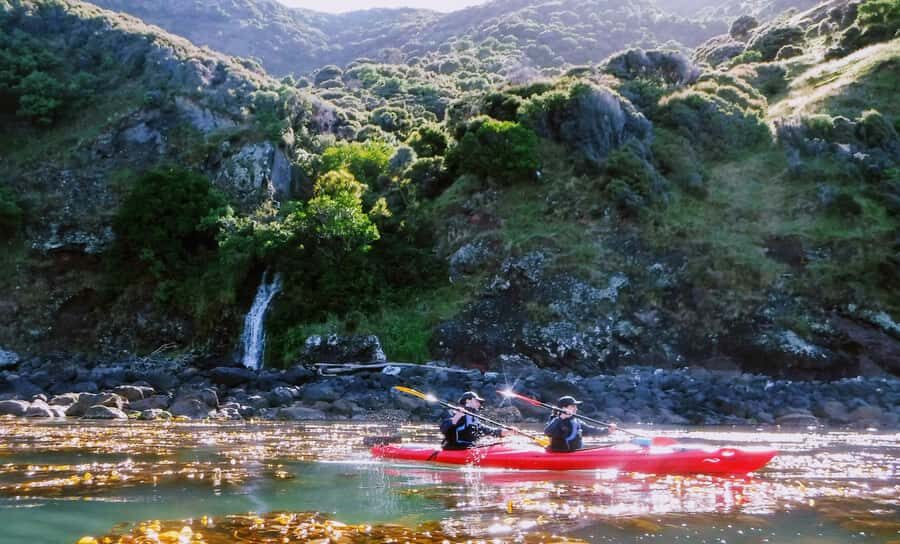 Akaroa: Guided Sunrise Sea Kayaking Tour - Wildlife Odds in Akaroa: Hector Dolphins, Penguins, Seals, and Birds