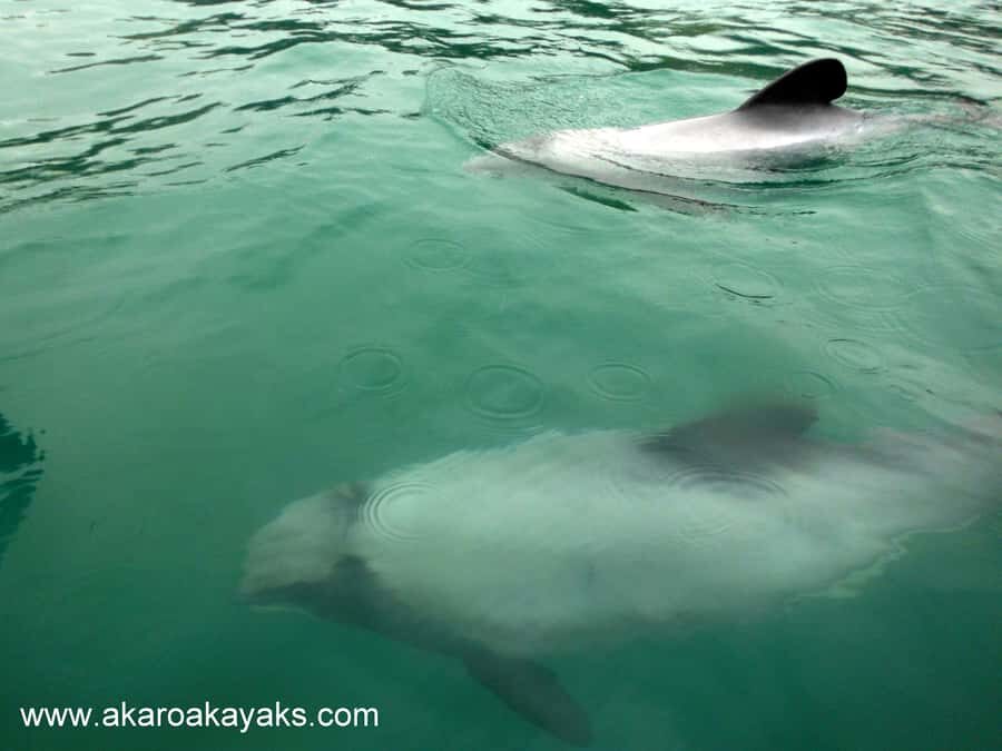 Akaroa: Guided Sunrise Sea Kayaking Tour - 3 Hours of Maximum Water Time (and Why That’s Value)