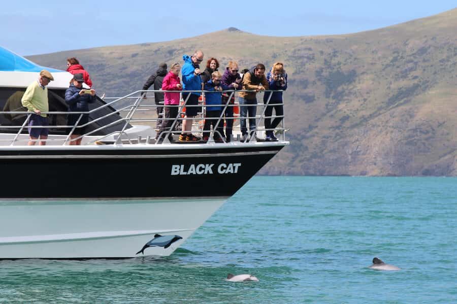 Akaroa Harbour 2-Hour Dolphin Nature Cruise - Akaroa Harbour Cruise: What the 2 Hours Actually Feels Like
