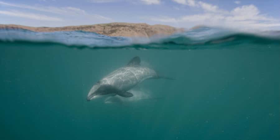 Akaroa Harbour 2-Hour Dolphin Nature Cruise - Main Wharf to Out on the Water: Getting Started Smoothly