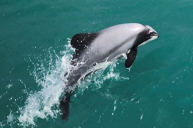 Akaroa Harbour Nature Cruise - The skipper’s narration: what it adds (and why it matters)