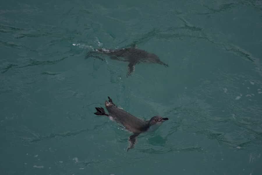 Akaroa: Pohatu Little Penguins 3-Hour Evening Experience - Key things to know before you go