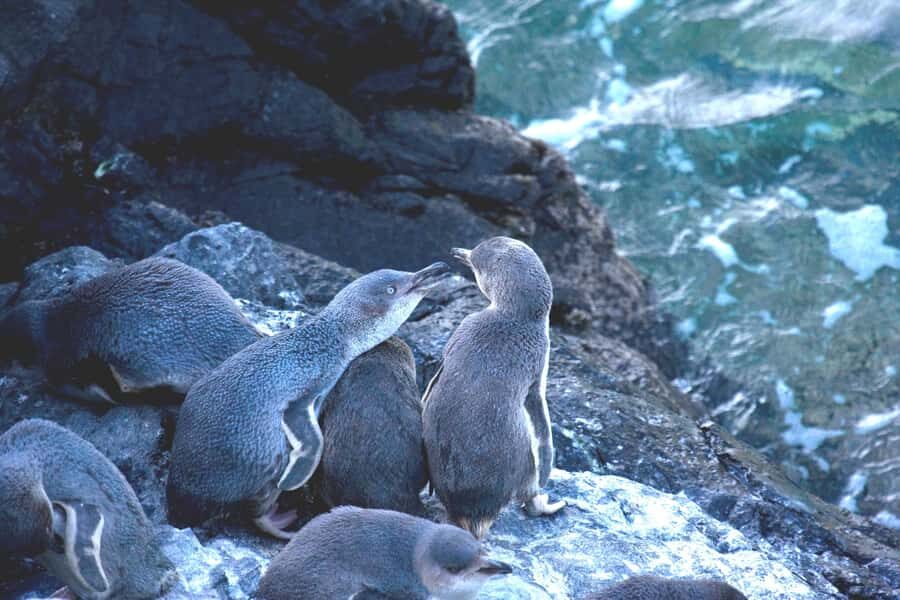 Akaroa: Pohatu Little Penguins 3-Hour Evening Experience - Should You Book the Akaroa Pohatu Little Penguins Evening Tour?