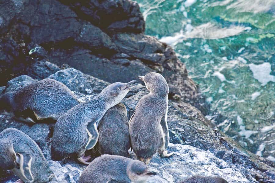 Akaroa: Pohatu Little Penguins 3-Hour Evening Experience - Why Akaroa’s Pohatu Penguins Feel Special at Dusk