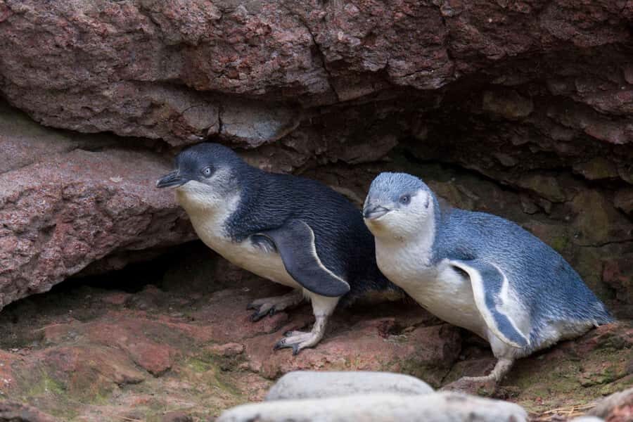 Akaroa: Pohatu Little Penguins 3-Hour Evening Experience - Arriving at Pohatu/Flea Bay: Walking the Colony Without Disturbing It