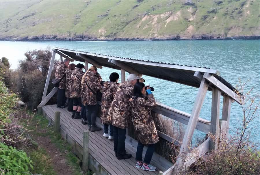Akaroa: Pohatu Little Penguins 3-Hour Evening Experience - The 30+ Year Conservation Piece: Why This Feels Worth $68