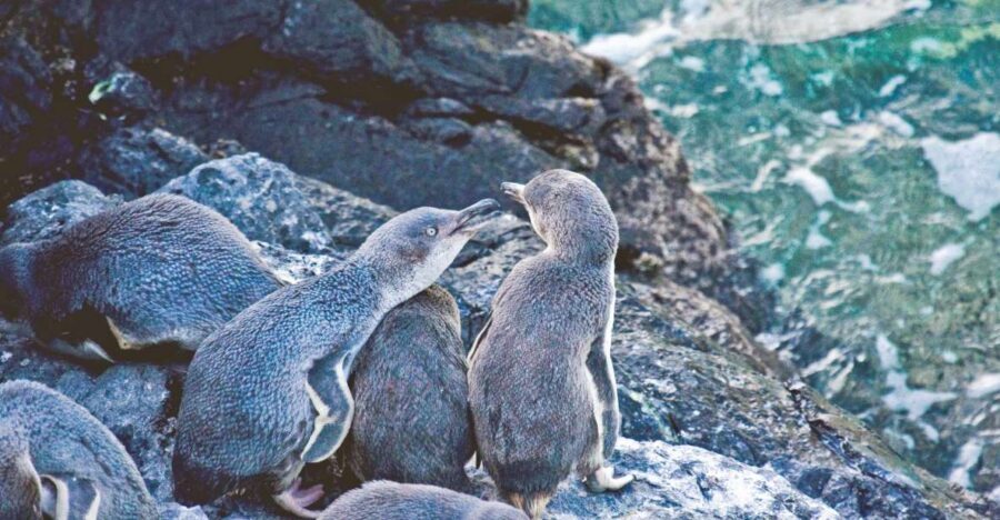 Akaroa: Pohatu Little Penguins 3-Hour Evening Experience - Practical Comfort: Wear for the Cold, and Move for Narrow Trails