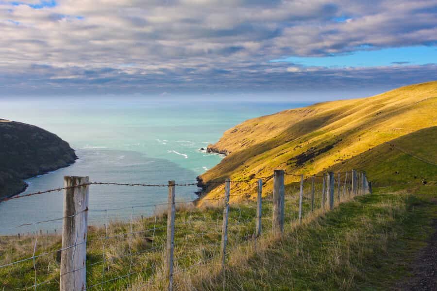 Akaroa: Pohatu Little Penguins 3-Hour Evening Experience - Who Should Book This Akaroa Little Penguins Experience