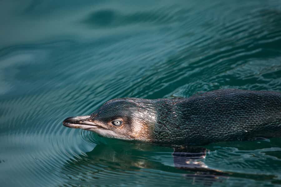 Akaroa: Pohatu Little Penguins 3-Hour Evening Experience - The 4WD Crater-Rim Ride: Harbor Views Before You Even Reach the Bay