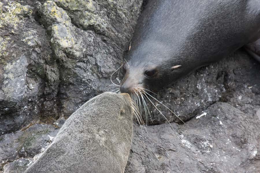 Akaroa: Pohatu Penguins Scenic Nature 2-Hour or 4-Hour Tour - Who should book this Pohatu Penguins scenic tour from Akaroa