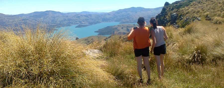 Akaroa: Pohatu Penguins Scenic Nature 2-Hour or 4-Hour Tour - Entering the story: why this feels different from a typical penguin outing