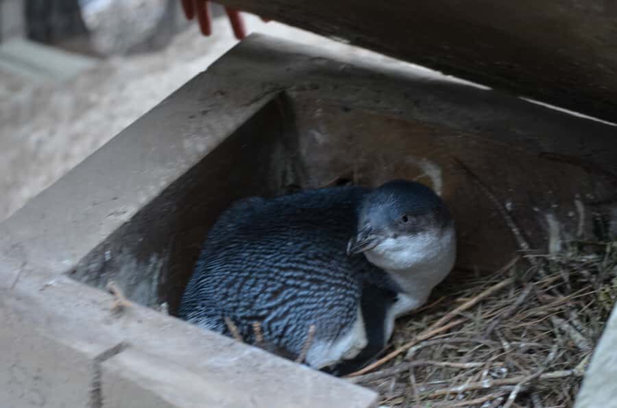 Akaroa: Pohatu Penguins Scenic Nature 2-Hour or 4-Hour Tour - Wildlife beyond penguins: seals and other nature moments