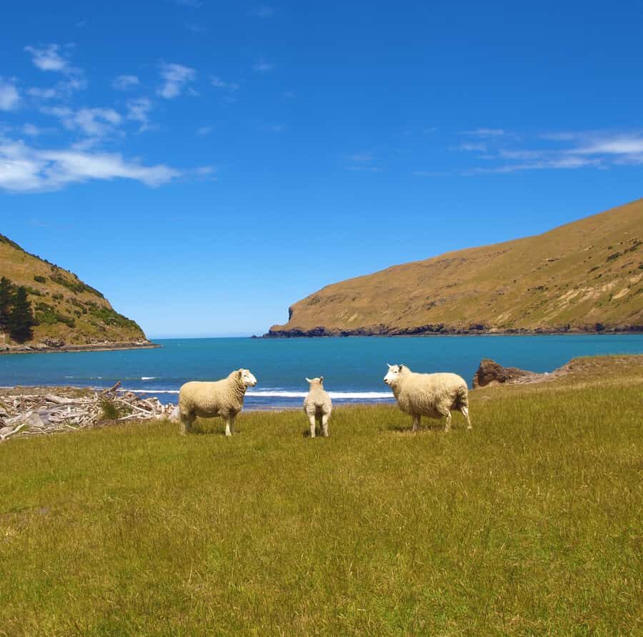 Akaroa: Pohatu Penguins Scenic Nature 2-Hour or 4-Hour Tour - The 4-hour option: Akaroa Heads Lighthouse Reserve and homemade muffins