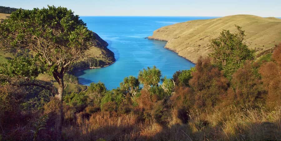 Akaroa: Pohatu Penguins Scenic Nature 2-Hour or 4-Hour Tour - Price and value: what you’re really paying for
