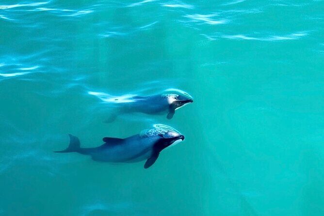 Akaroa Private Day Tour from Christchurch - Price and Value: Is $154.52 Per Person a Good Deal?