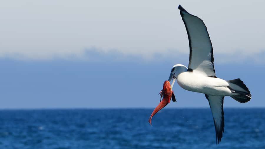 Akaroa: Scenic Coastline Wildlife Cruise - Key things to know before you go