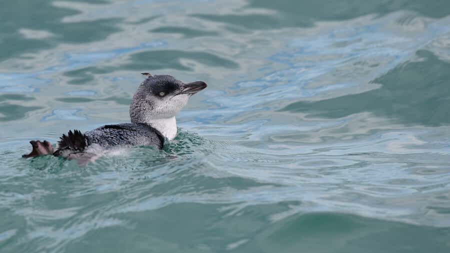 Akaroa: Scenic Coastline Wildlife Cruise - Entering Akaroa Harbour from Drummonds Jetty