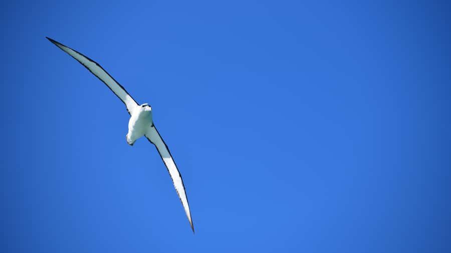 Akaroa: Scenic Coastline Wildlife Cruise - The volcanic coastline of Banks Peninsula: what you’re actually cruising past