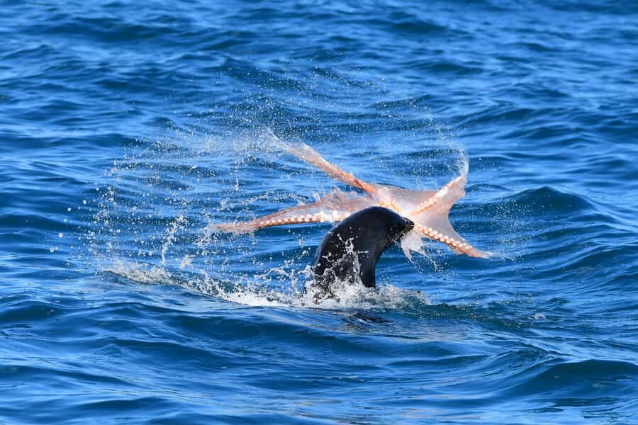 Akaroa: Scenic Coastline Wildlife Cruise - Lobster pot pulls: the science-y surprise part of the cruise