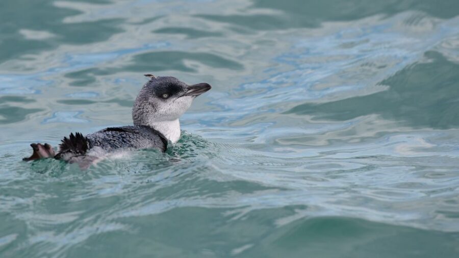 Akaroa: Scenic Coastline Wildlife Cruise - Group size, movement, and photo opportunities that don’t feel frantic