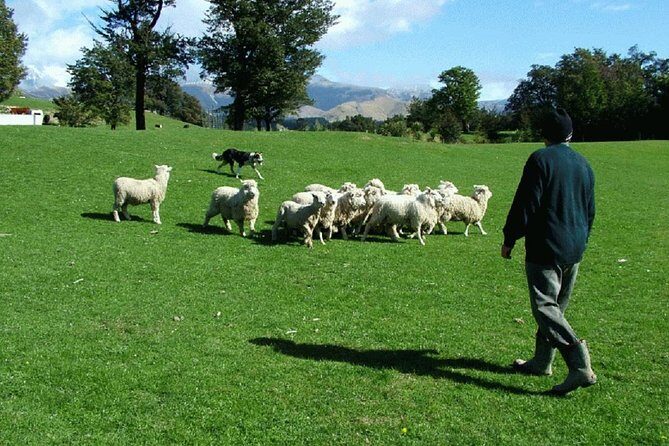 Akaroa Shore Excursion: Akaroa Harbour and Sheep Farm Local Tour - Quick takeaways for Akaroa Harbour and Sheep Farm