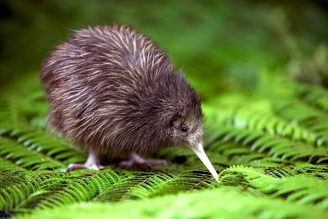 Akaroa Shore Excursion: Banks Peninsula, Christchurch City Tour and Willowbank Wildlife Reserve - Key things that make this tour worth a look