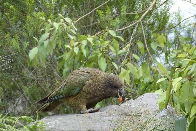 Akaroa Shore Excursion: Banks Peninsula, Christchurch City Tour and Willowbank Wildlife Reserve - Price and value: is $123.49 a fair deal?