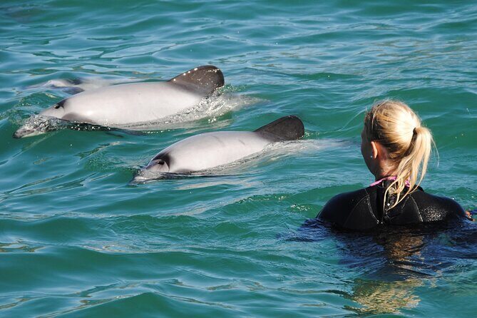 Akaroa Swim with Dolphins Tour from Christchurch - Why Akaroa Hector’s Dolphins Feel Special