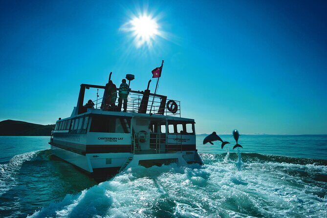 Akaroa Swim with Dolphins Tour from Christchurch - What About Weather and the Dolphins’ Timing?