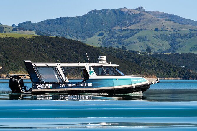 Akaroa Swim with Dolphins Tour from Christchurch - On the Water in Akaroa Harbour: Marine Life Search Mode