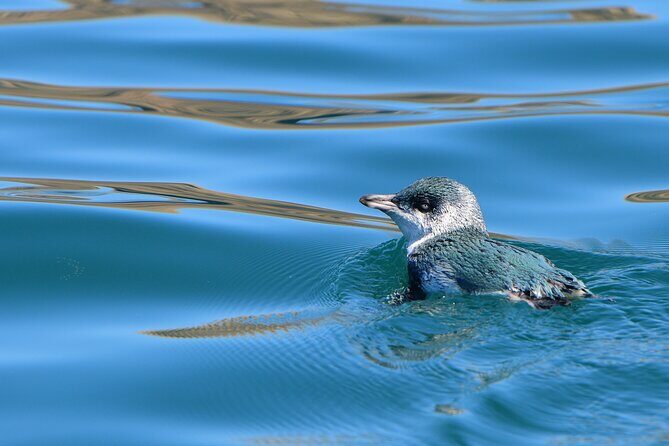 Akaroa Wildlife Cruise - Your 1:00 pm Departure From 59E Beach Road